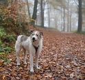 1111  Felix 16X_4460-1-Kopie